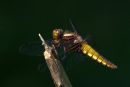Female_Broad-bodied_Chaser